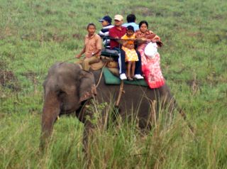 Elephant safaris are good for wildlife sighting, Jaldapara, West Bengal, India