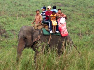 Elephant safaris are good for wildlife sighting, Jaldapara, West Bengal, India
