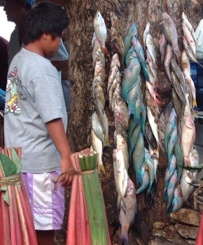 Taro root in bunches, and fish hanging on the tree in the Fare market, Huahine.
