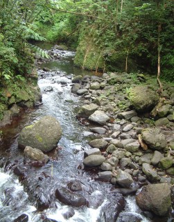 Fautaua River runs through lush forest within walking distance of Papeete