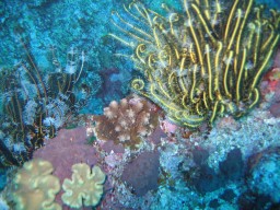 Not all undersea beauty is in fish; corals, feather stars, and algae come in amazing colors and shapes