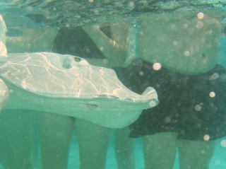 A Tahitian stingray glides past tourists for a hand-out of squid.