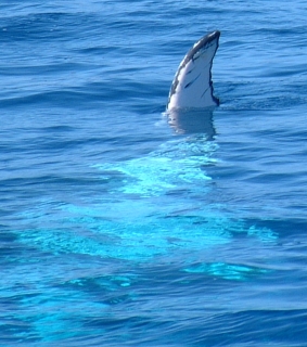 Pectoral Fin waving