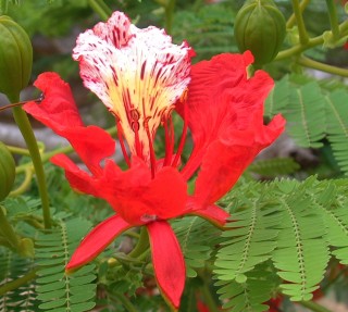 Flamboyant Delonix regia