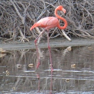 American Flamingo in a Bonaire salt pond.