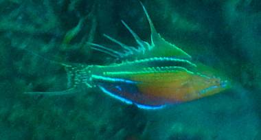 A male Flasher Wrasse in full display. Photo by Rainer