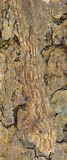 A Flat Gecko, camouflaged on tree bark, Madagascar