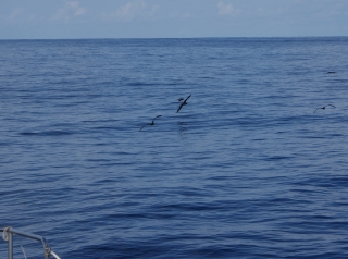 Shearwaters over a glassy sea, en route to Gan, Maldives