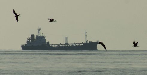 A flock of frigatebirds, off the Borneo coast of Malaysia