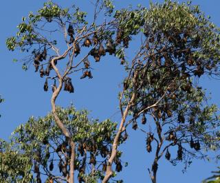 A camp of roosting flying foxes in the Botanic Garden near Kandy.