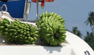 You can never have enough fresh fruit