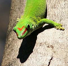 Green Day Gecko of Madagascar