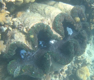 A giant clam at Lizard Island