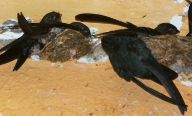 Glossy Swiftlets Callocalia esculenta