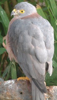 The Fijian Goshawk