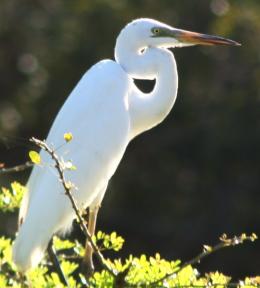 Great Egret in Yala NP
