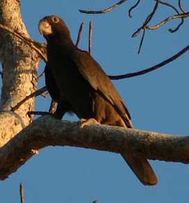 Greater Vasa Parrot, Madagascar