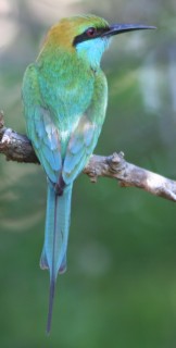 The lovely Green Bee Eater