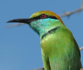 The colorful Green Bee-Eater