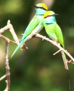Two Green Bee Eaters perched in Yala National Park