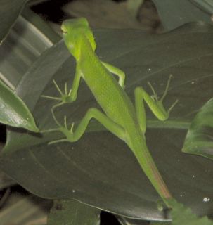 A small green lizard that we don't have the ID on.