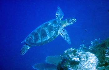 Green turtles are common in Maratua, Kalimantan