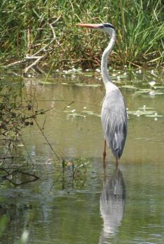 Grey Heron in a pond in Yala National Park