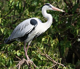 Grey Herons roost near Victoria