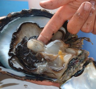 Harvesting a pearl: finding the gonad sack inside the shell.