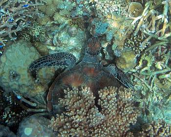 A young hawksbill foerages in the coral.