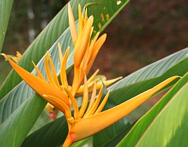 One of many Strelitzia species, of the banan family, Malaysia