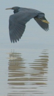 A Pacific Reef Heron in low flight over the water.
