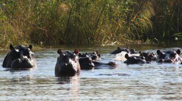 Getting up close & personal with hippos, Okavango