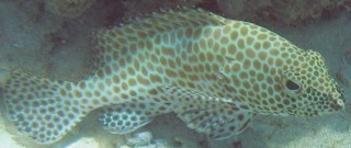 Click on the picture to see a larger version Honeycomb Grouper in New Caledonia