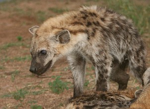 Hyena pup not yet weaned, with sibling