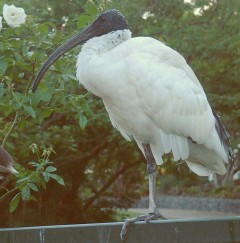 White Ibis perched on railing in Brisbane Botanic Garden