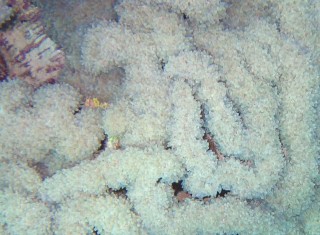 Detail of Ice Crystal coral. Looks cool, huh?