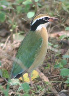 The colorful and squat Indian Pitta