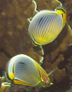 Indian Redfin Butterflyfishes, with their red tails.