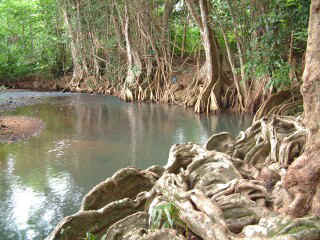 Wild roots along the river banks of the Indian River