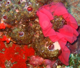 Brilliant reds oftunicates and nudibranch egg case