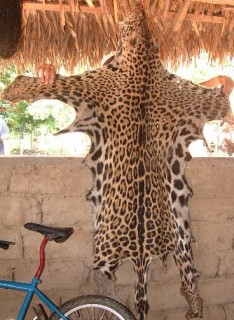 Jaguar skin hanging to dry along a tributary of the Apure River