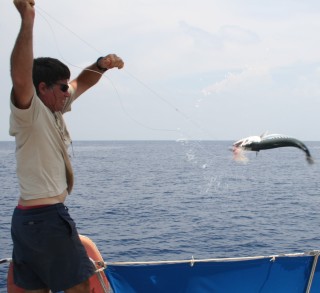 Jon lands a nice barracuda off Addu Atoll, Maldives. No ciguatera here.