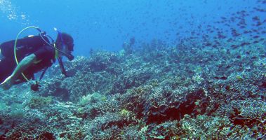 Jon dives with a gazillion reef fish, Misool, Raja Ampat