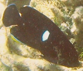Keyhole Angelfish appearing black instead of blue