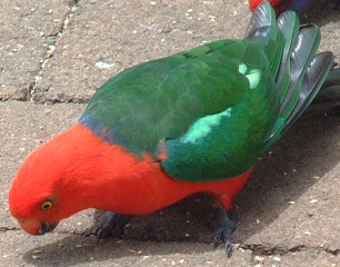 A male Australian King Parrot