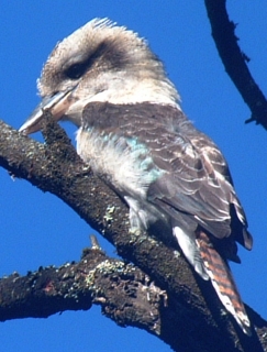 Laughing Kookaburra