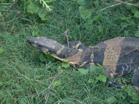 The Barred Lace Monitor