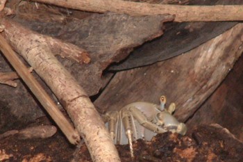 A land crab, hiding in the roots and mud along the bank