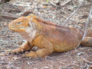 A sly look -- Land iguana on Santa Cruz Island